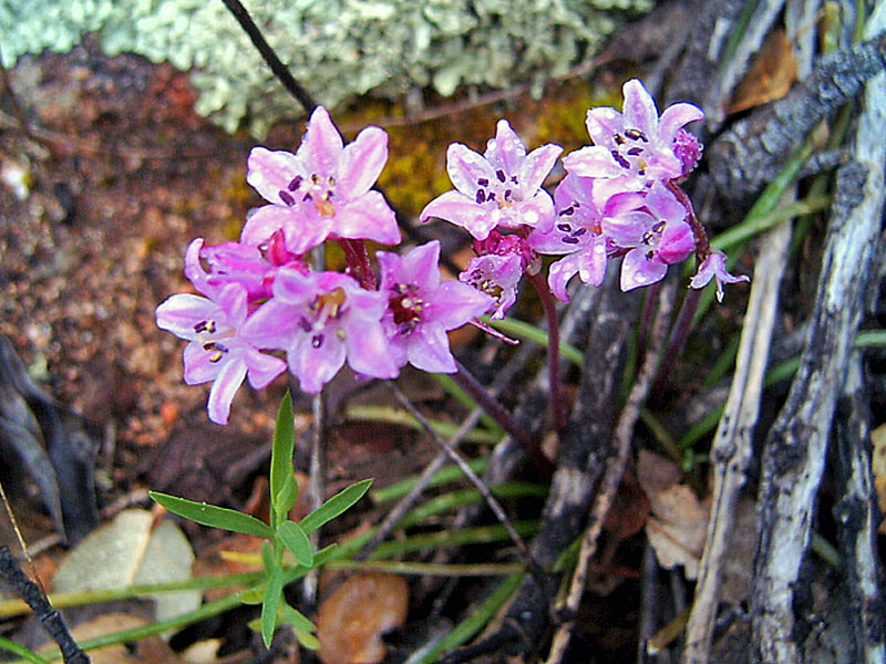 Brimeura fastigiata / Giacinto fastigiato